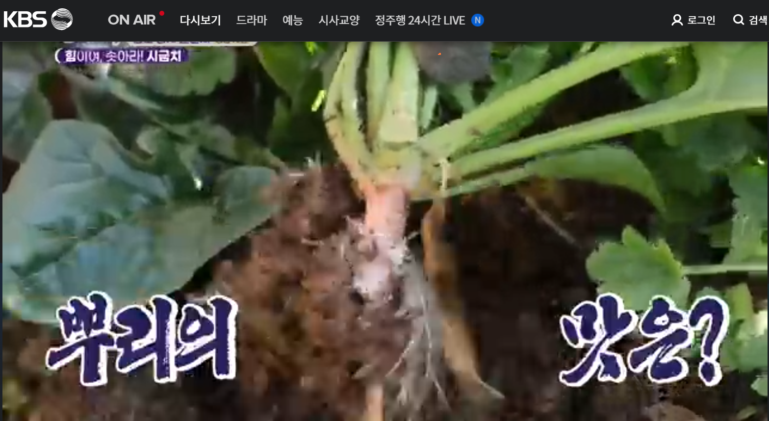 12월 23일 방송된 [ 시금치 - 경남 사천 ] 관련 정보입니다