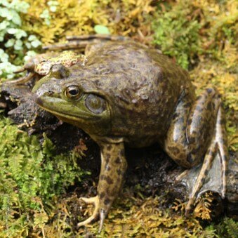 흑-갈색의-커다란-황소-개구리가-숲에-앉아있는-모습