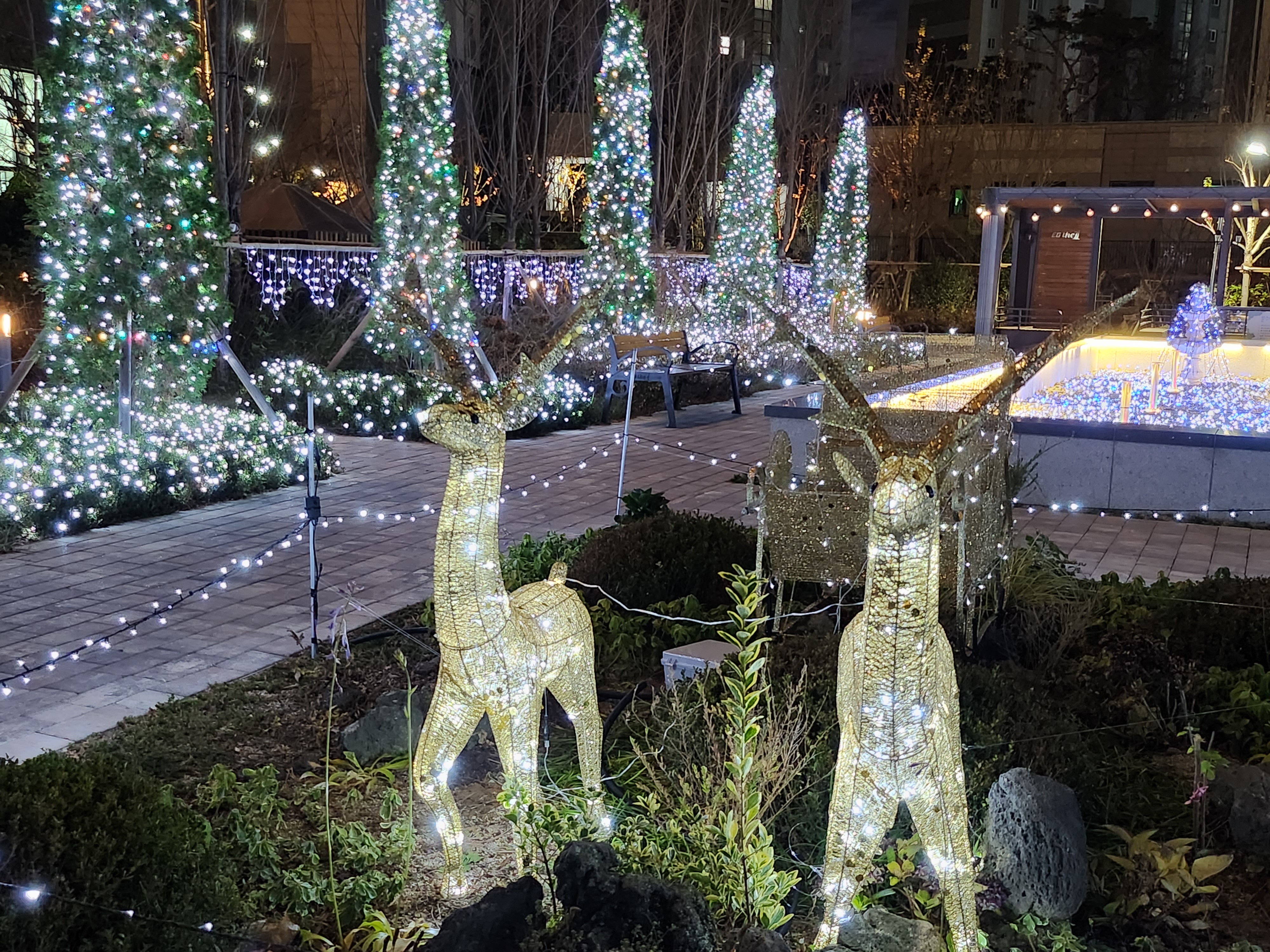 크리스마스 맞이 꾸며진 장식들