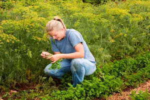 우슬뿌리-채취시기