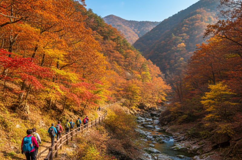 2025 가을 단풍 절정시기, 서울부터 내장산까지 전국 단풍명소 총정리 이미지