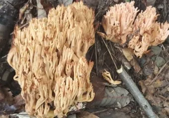 &amp;quot;싸리버섯