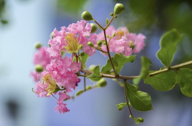 찔레꽃 꽃말