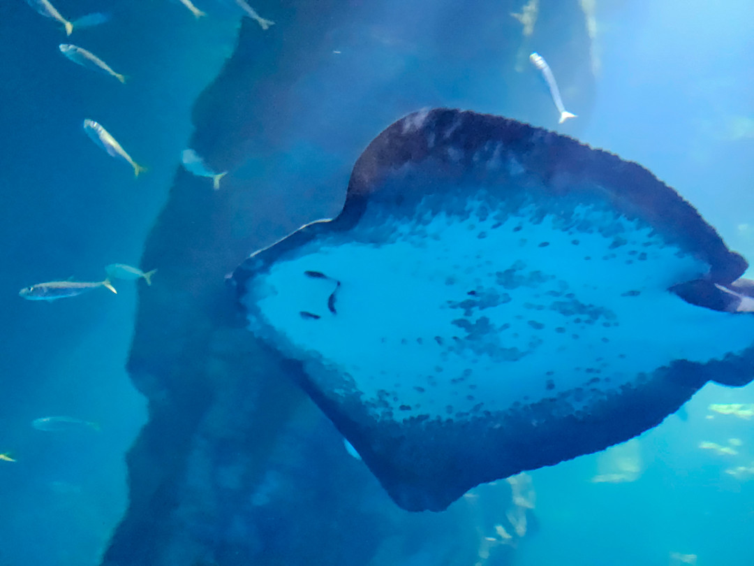 롯데월드 아쿠아리움 대형 수족관