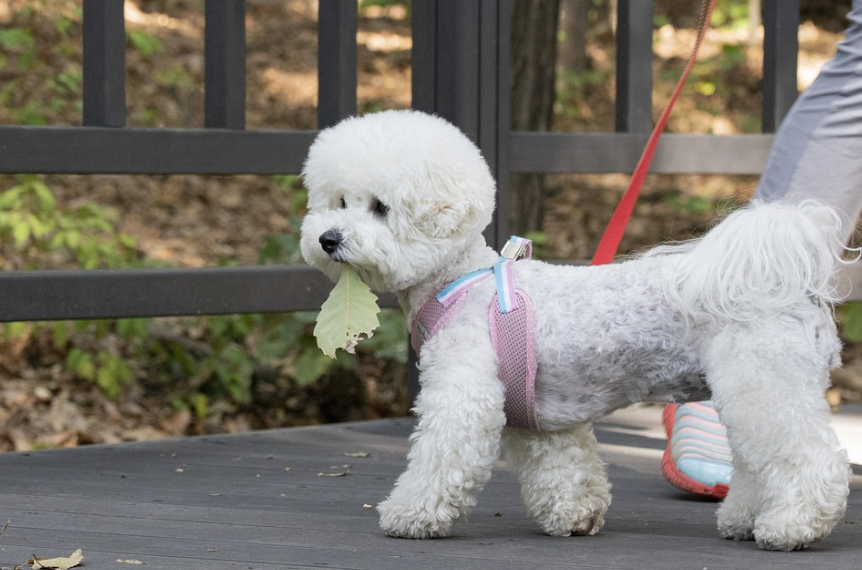예방접종 vs 면역력 강화, 반려견 건강관리 핵심 전략 사진