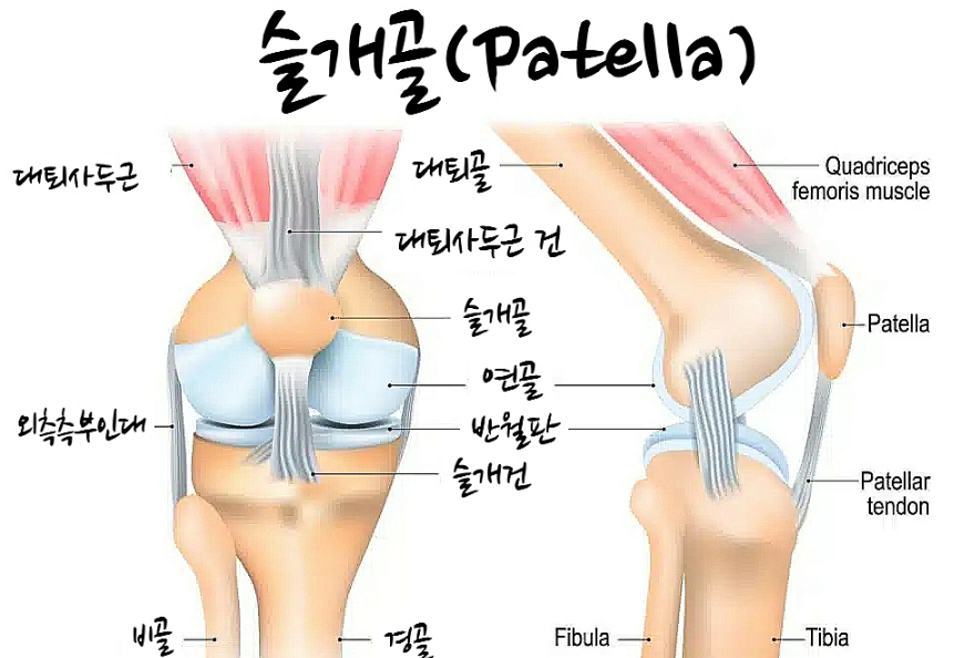 슬개골