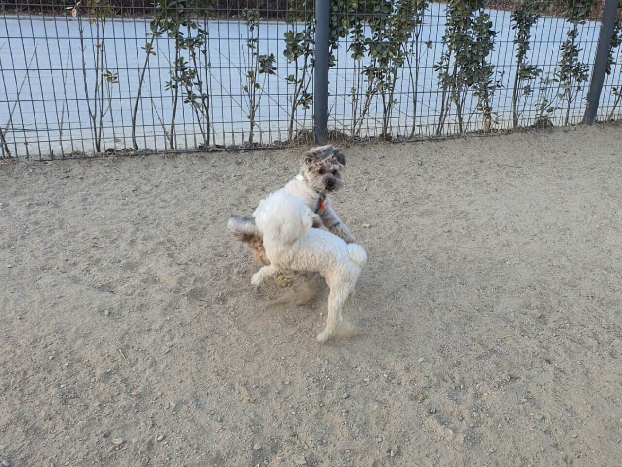 놀고 있는 강아지 두 마리