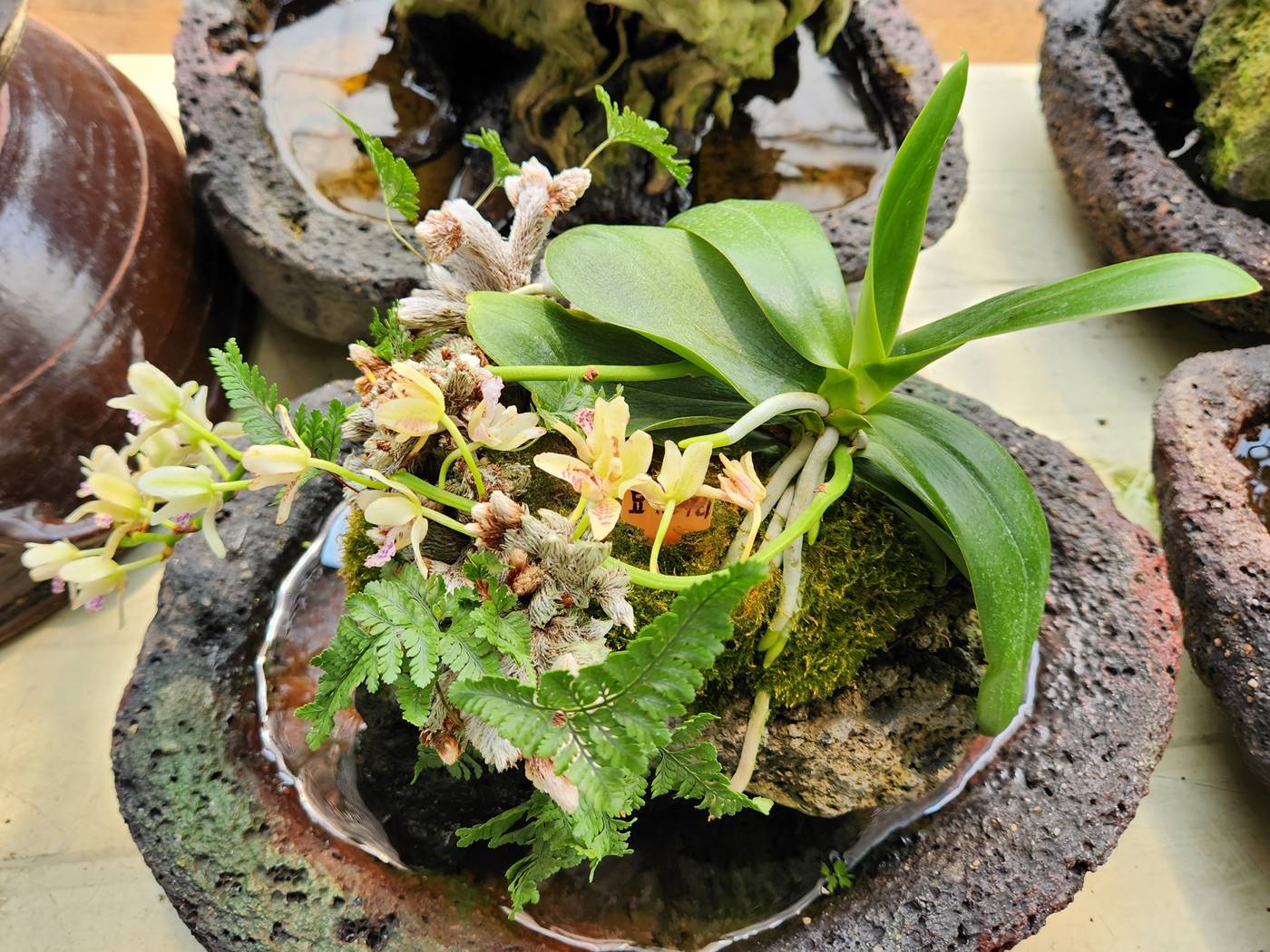 대엽풍란(나도풍란)