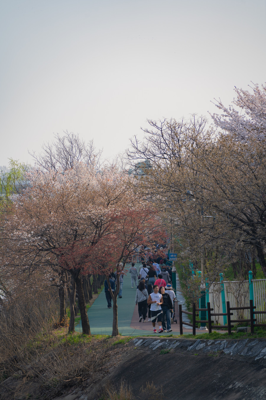 수원 서호공원 서호천
