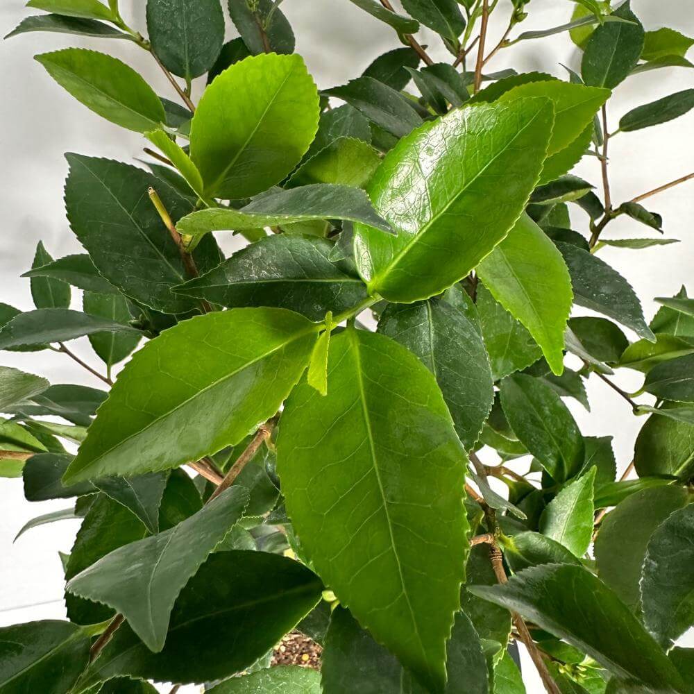 동백나무 키우는방법