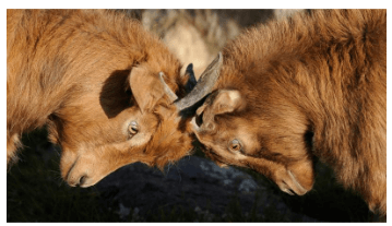 고려아연 자사주 취득금지 기각