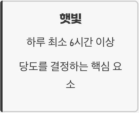 햇빛과 물, 가장 기본적인 관리