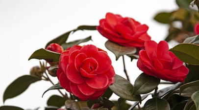 서천 동백꽃 주꾸미축제