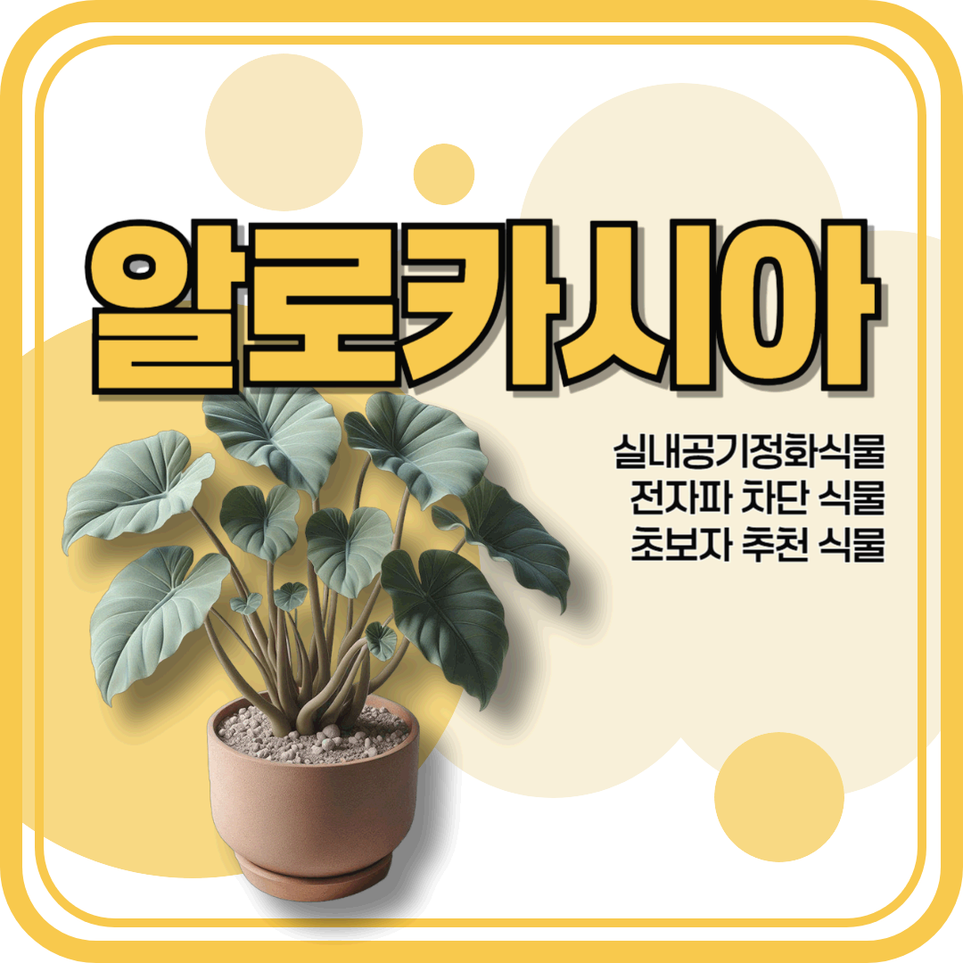 알로카시아