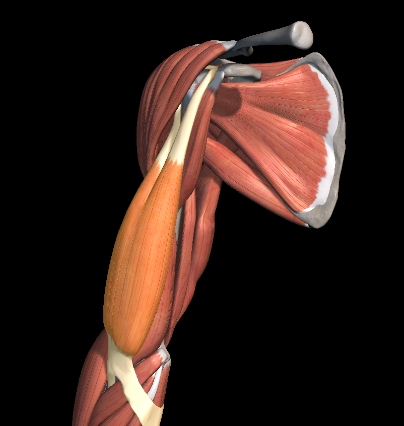 어깨 앞쪽 통증의 원인과 치료법