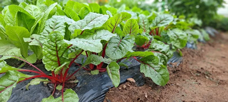 적근대 재배 씨 뿌림 솎음 수확 색 유지_2