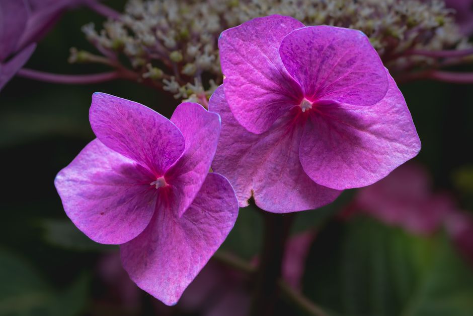 Close-up view of vibrant pink hydrangea blooms with detailed petals.
