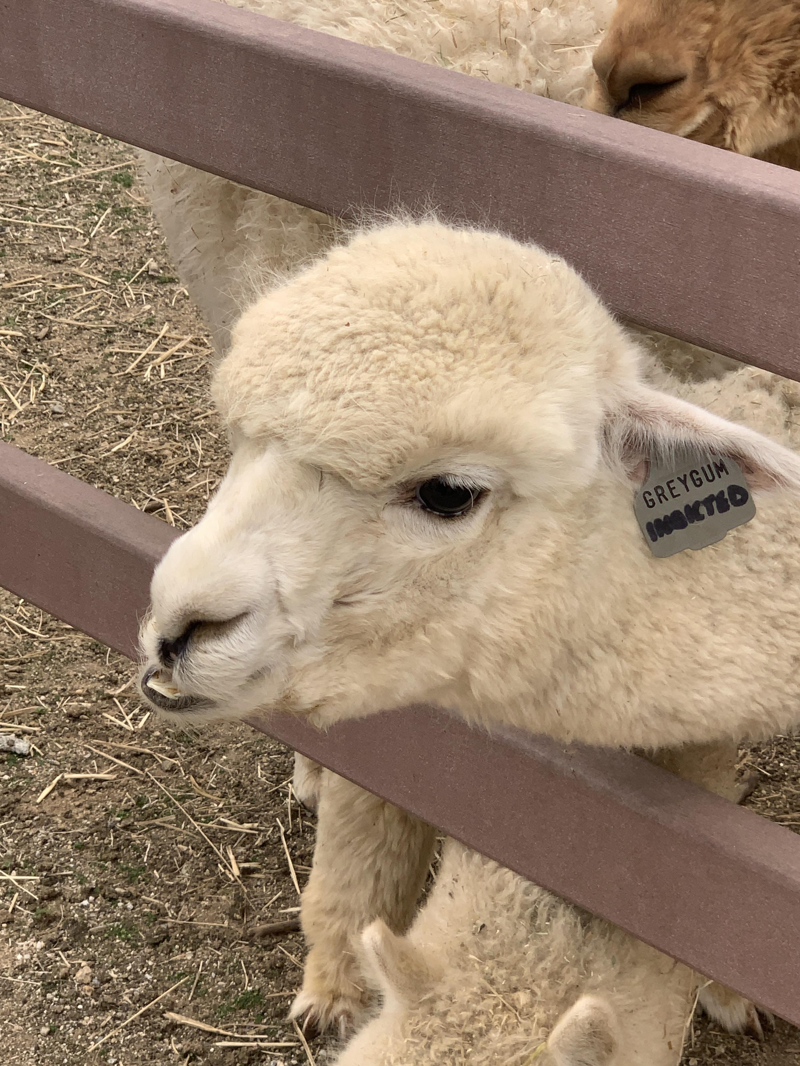 안성팜랜드 알파카