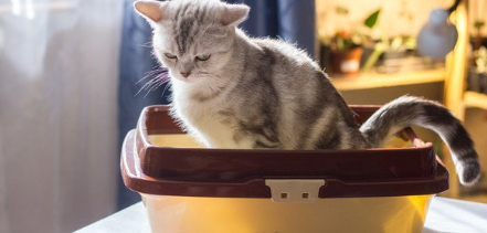 화장실에 있는 고양이.