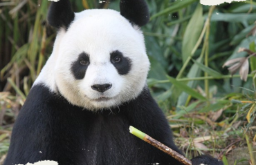 대만 판다_위안위안
