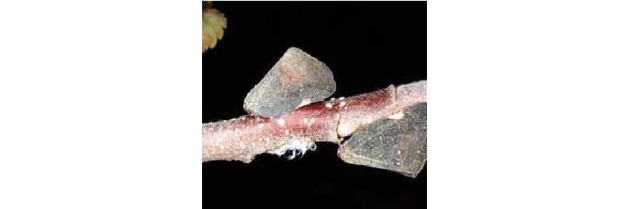 갈색날개매미충