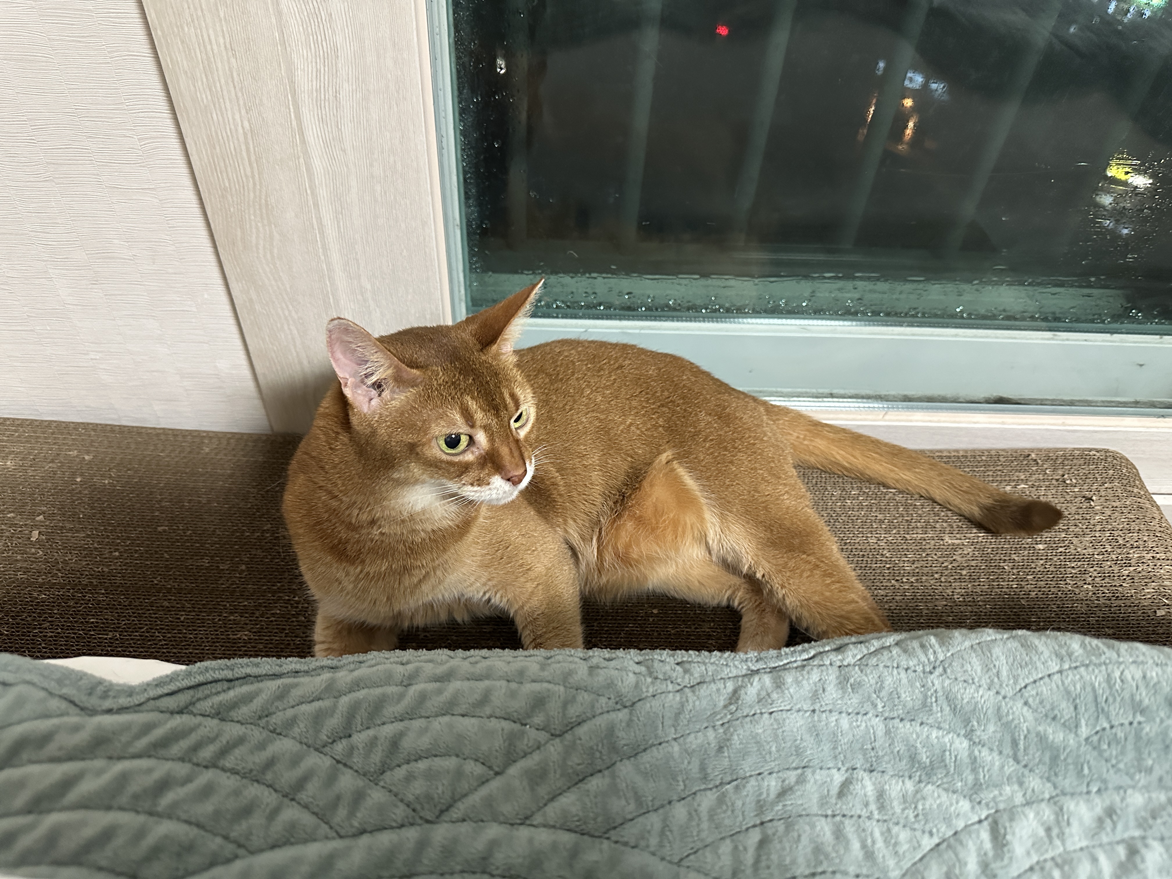 암사자를_닮은_멋진_아비시니안_루나