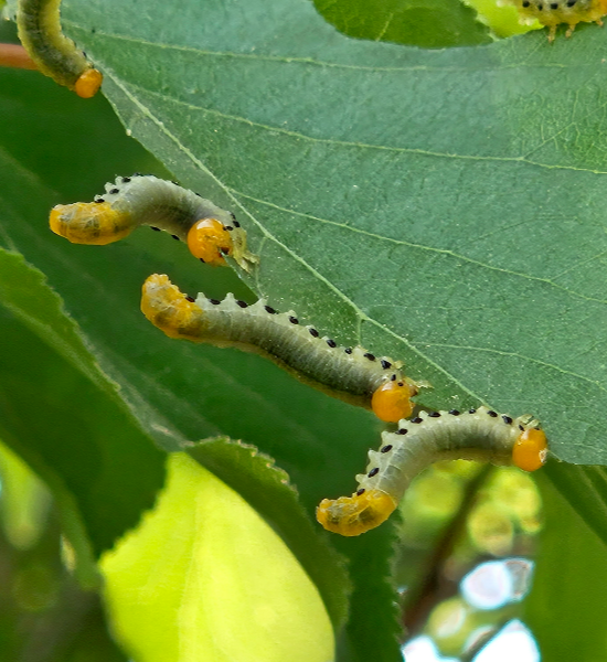 검정날개잎벌 유충1