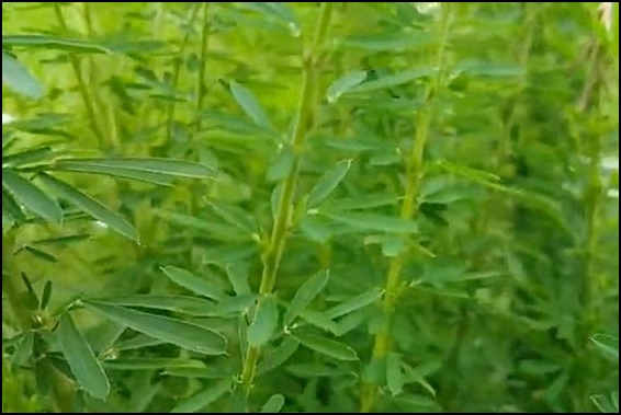 야관문 효능 야관문주 부작용 총정리