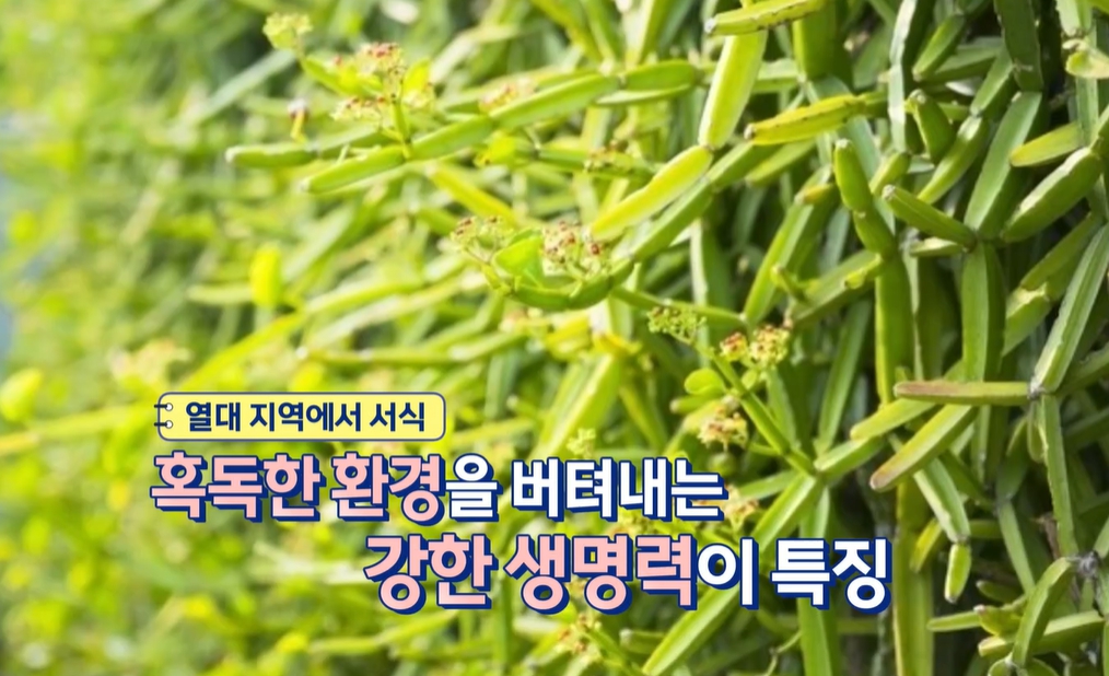 시서스