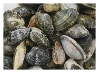 바지락 효능