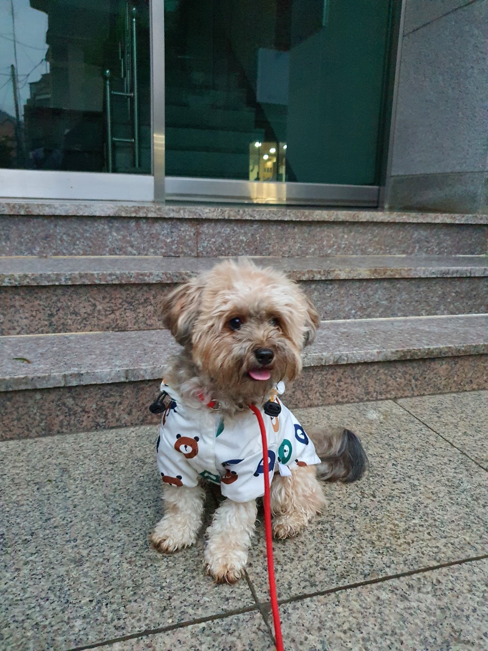 우비 입은 강아지