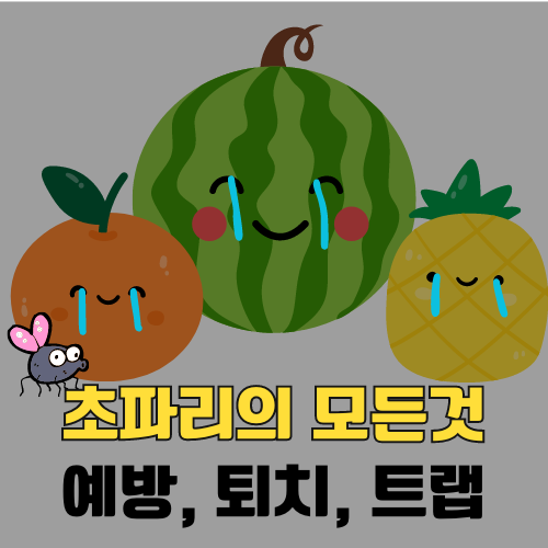 초파리 없애는 법