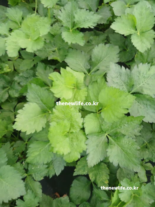 참나물 효능의 체중 감량에 도움을 주는 식이섬유가 풍부한 참나물 실사진