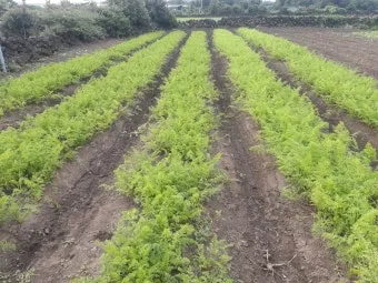 당근 재배 씨 뿌리기 토심 확보 잡초 관리_8