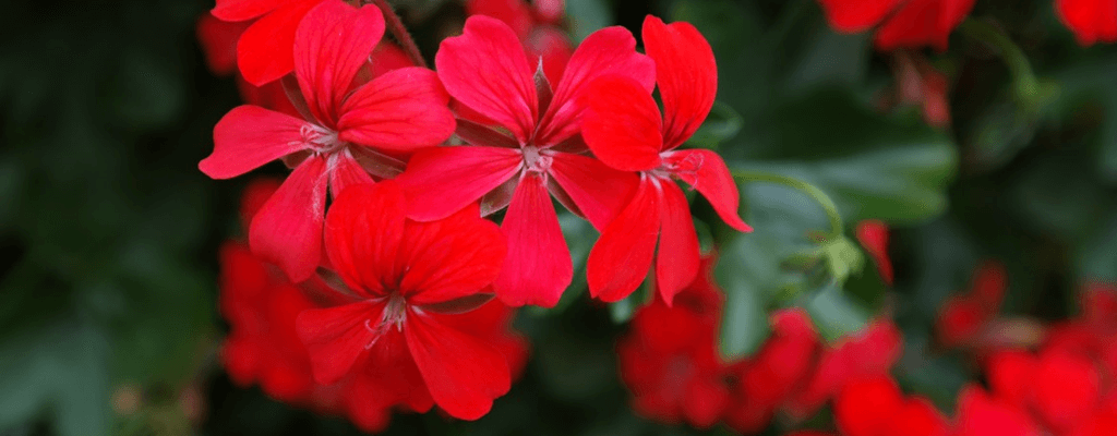 [색채심리학] 빨간색: 긍정적/부정적 효과, 어울리는 곳