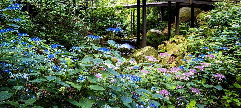 화담숲 여름 수국 축제