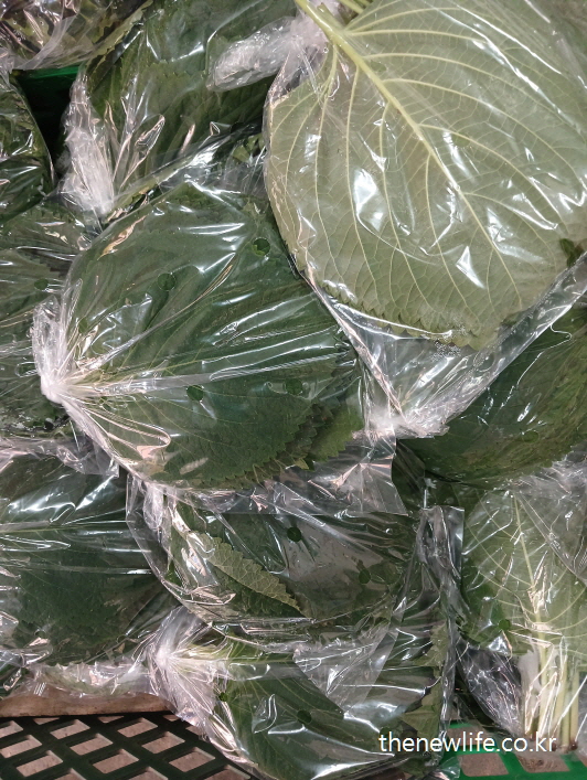 Bundles of perilla leaves in plastic wrap/비닐 포장된 깻잎 묶음-여름철 식욕 저하에 좋은 열사병 예방 식품/열사병과 일사병의 차이 설명 이미지