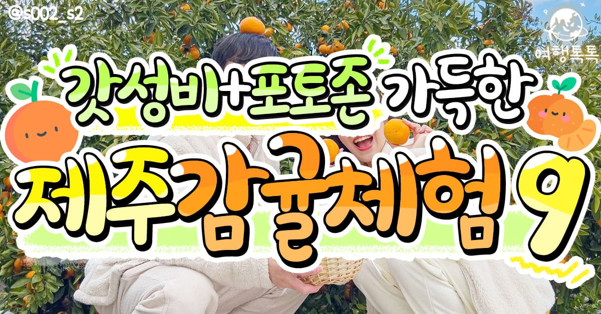 제주감귤따기 체험