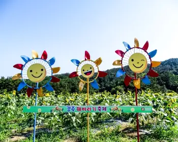 강주 해바라기 축제_9
