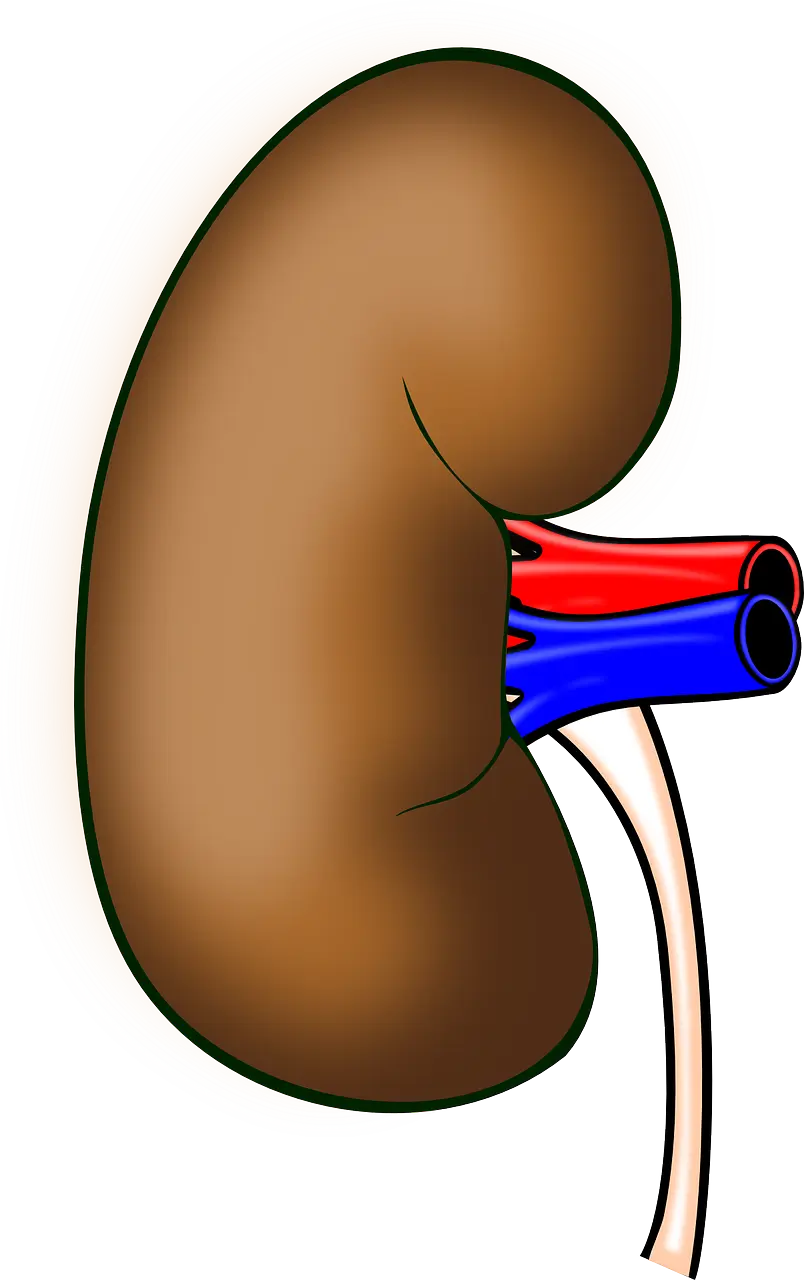 신장학 혈액투석 개념과 기전