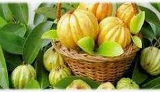 가르시니아 캄보지아21