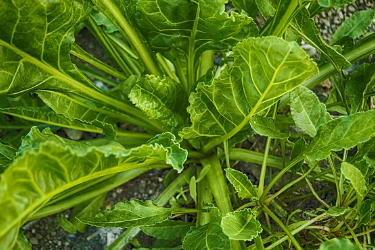 당뇨에 좋은 음식 4