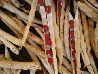 팥 재배 파종 적기 배수로 만들기 수확 건조_6