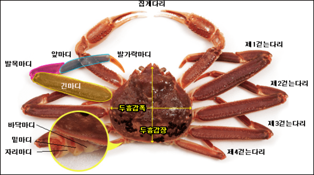 2024-영덕대게축제-일정-가는길-안내-2024 영덕대게축제, 겨울바다의 맛과 즐거움을 한데 모으다