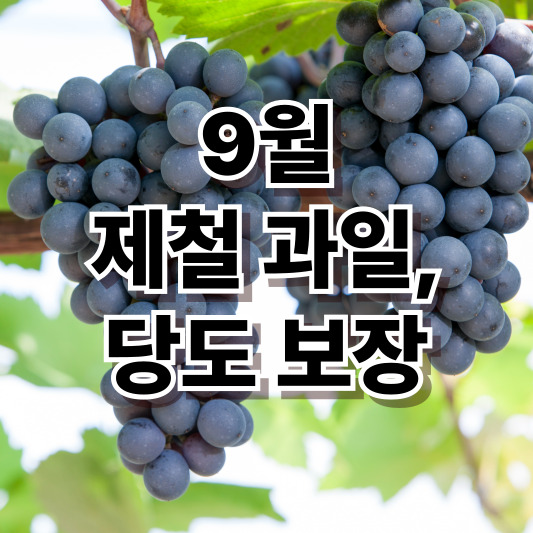 당도보장 9월 제철과일