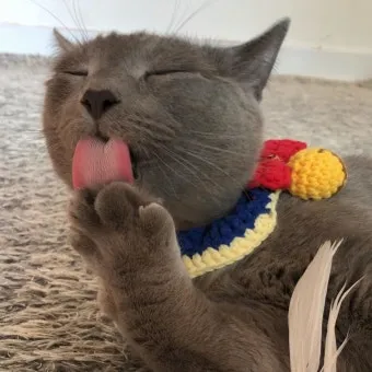 고양이가 발 핥는 이유_9