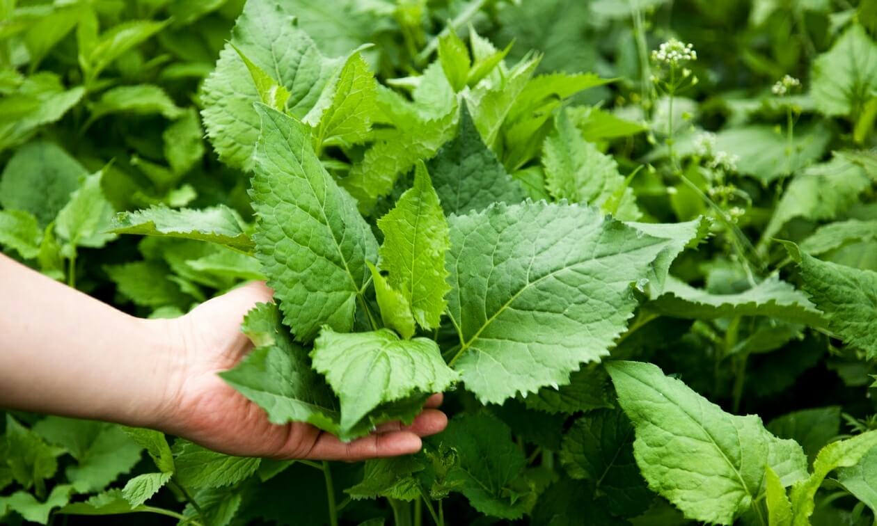 봄나물 종류와 효능 BEST6