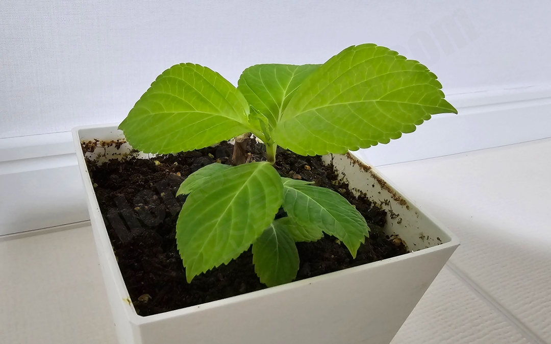 수국 꽃다발 번식