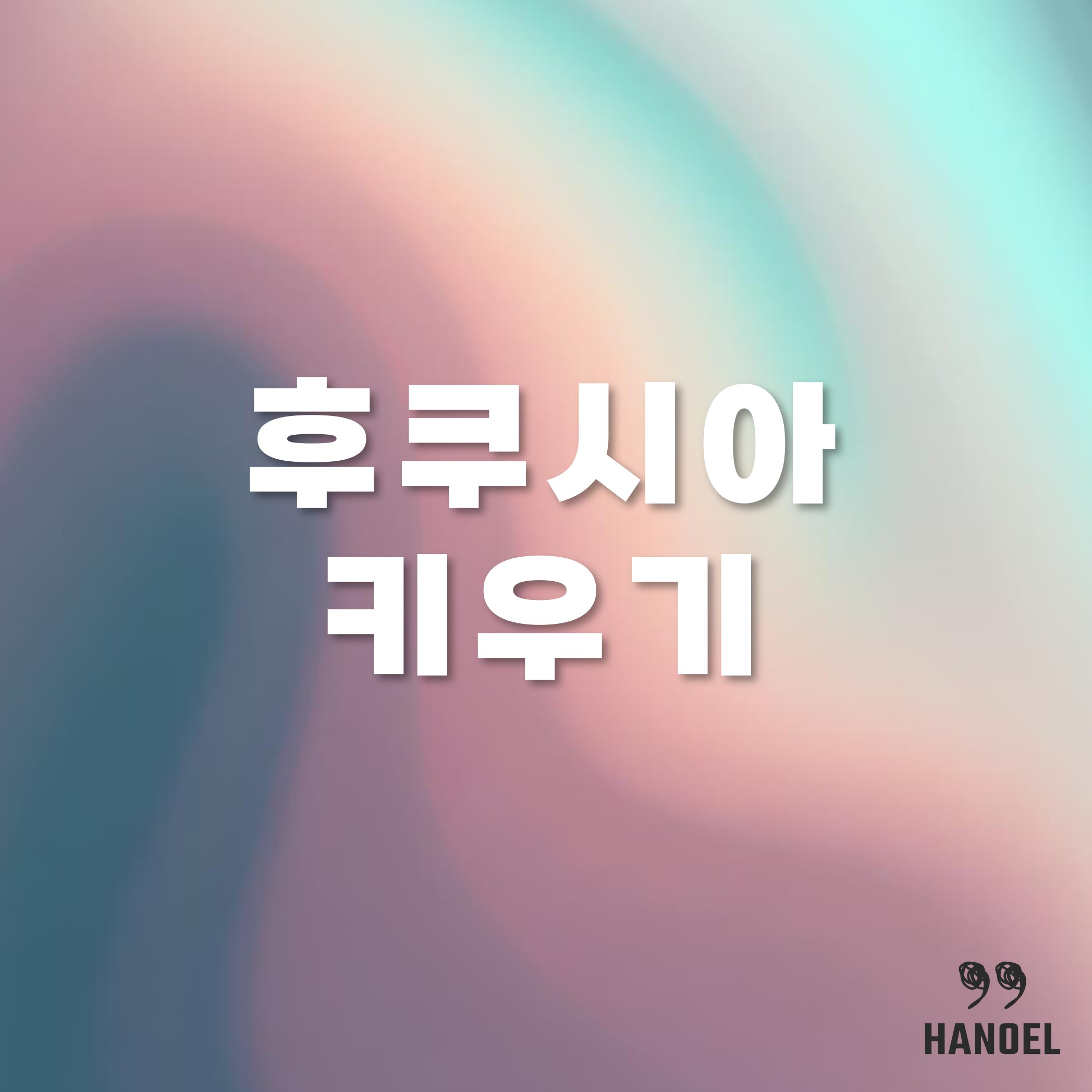 후쿠시아 키우기 물주기 삽목 그리고 꽃말