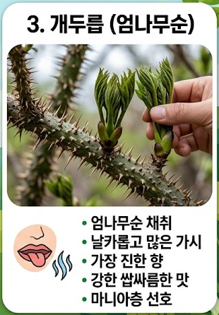 두릅 채취시기